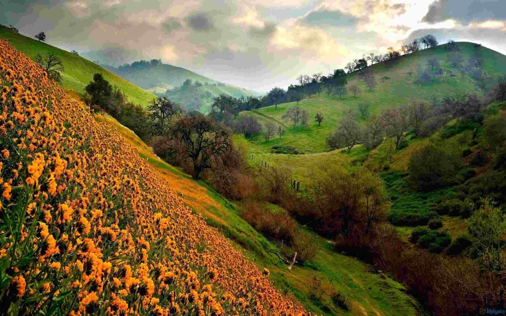 Valley of Flowers Uttrakhand tour